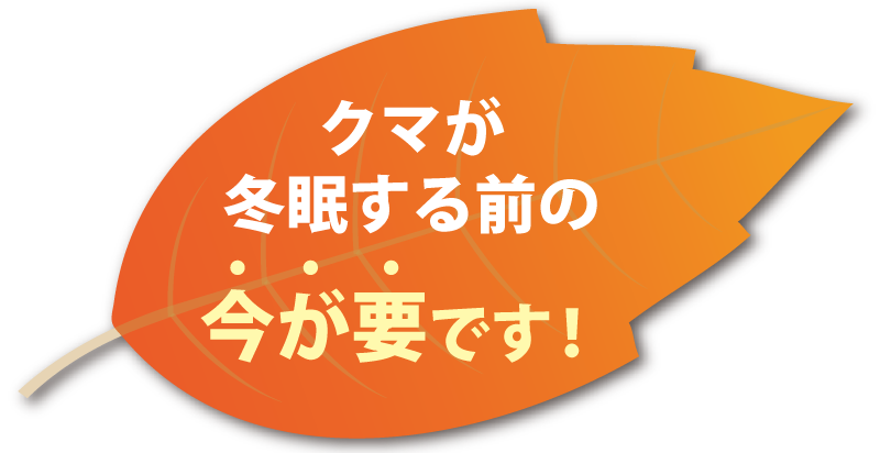 クマが冬眠する前の今が要です!