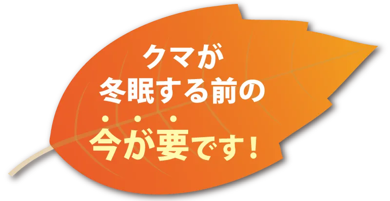 クマが冬眠する前の今が要です！